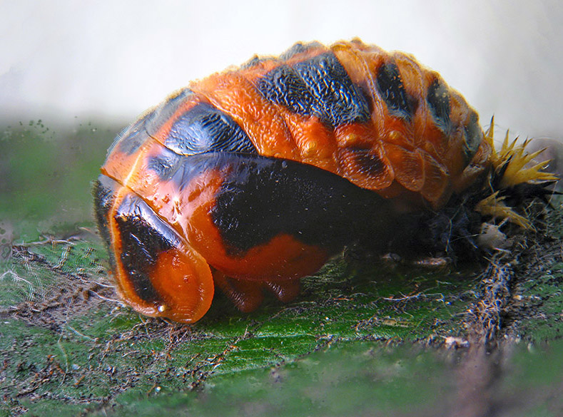 Coccinellidae: Harmonia axyridis